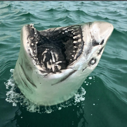 Great White Shark Head
